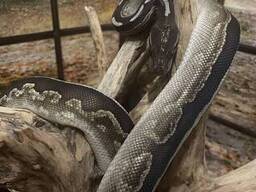 Королевский питон (Python regius)