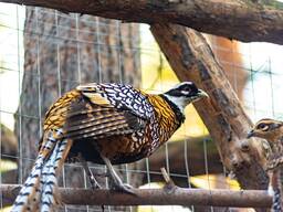 Королівський фазан, королевский фазан, декоративні фазани