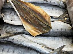 Королівський смугастик