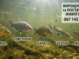 Короп, 1.5 -4.5 кг, Товстолоб 3-6 кг, Карась,150 грм:Товарний, Зарибок