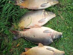 Короп трьохлітка 4,5 кг