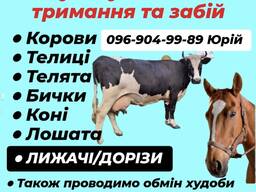 Корови Телиці Телята Бичкі Коні Лошата Лежачі дорізи