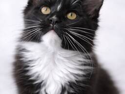 Кошенята Мейн Кунчики з розплідника