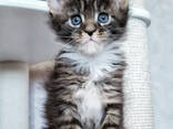 Котята мейн Куна - фото 2