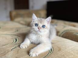 Котёнок золотая шиншилла