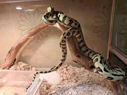 Ковровый питон Чейни, морфа Ягуар 180см