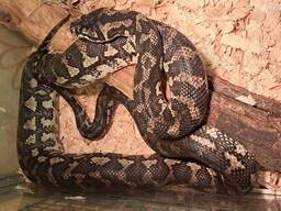 Ковровый питон Харрисона, природного окраса 180см