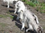 Козлята ламанча 1 місяць, козочки, козлик - фото 1