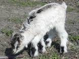 Козлята ламанча 1 місяць, козочки, козлик - фото 3