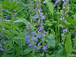 Козлятник далекосхідний