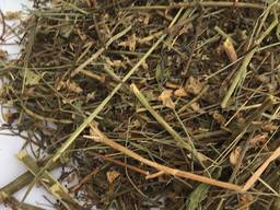 Козлятник (галега) лікарська трава, зілля - протидіабетичний природний компонент