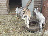Козы и козлята - фото 1