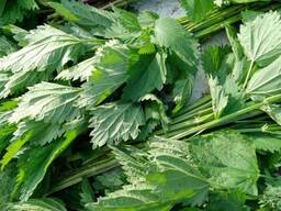 Крапива двудомная свежая и сушеная