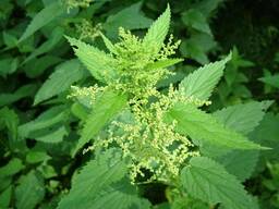 Крапива оптом под заказ