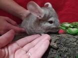 Красивые ручные шиншиллы бежевого окраса. - фото 3