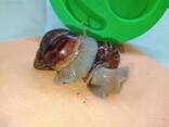 Красивые улитки Ахатины. - фото 3