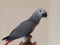 Краснохвостый Жако