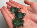 Красноухая черепаха, домашня червоновуха черепаха, маленька черепашка - фото 3