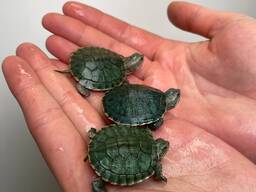 Червоновухі черепахи, водяні черепашки малюки, молоді червоновухі черепахи