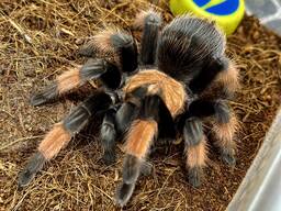 Червоний павук Брахіпельма Емілія для початківців 6-7см самка