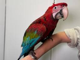 Красный зеленокрылый ара, самый умный попугай, Ара