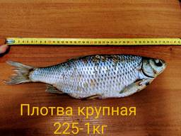 Вяленая рыбы плотва лещ и т. д.