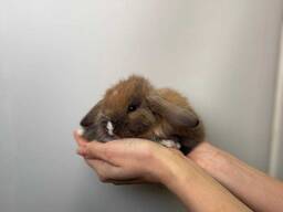 Кроленята, кролик, кролики, крольчата, ручные кролики, кролики малыши