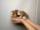 Кроленята, кролик, кролики, крольчата, ручные кролики, кролики малыши - фото 2