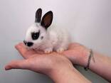 Кроленята, кролик, кролики, крольчата, ручные кролики, кролики малыши - фото 3