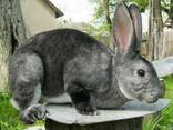 Кролики Рекс - фото 2