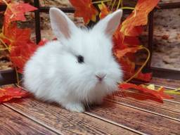 Кролик декоративный. Ручные малыши крольчата. Лучший питомец для деток и не только.