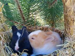 Кролики породи Рекс