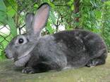 Кролики шиншилла-Рекс - фото 2