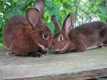 Кролики шиншилла-Рекс - фото 5