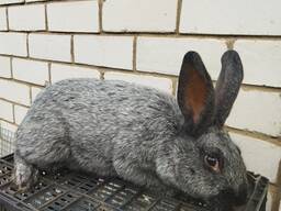 Кролики Каліфорнія, Термонська біла, Полтавське срібло.