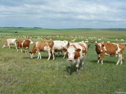 КРС: телки, быки, коровы