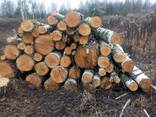 Круглі дрова (берез) - фото 1