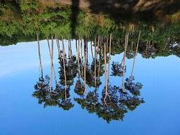 Кругляк сосна