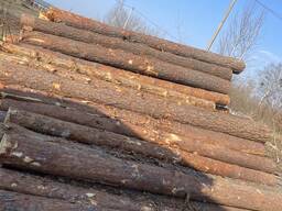 Кругляк сосновий