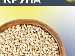 Крупа перлова та ячка оптом