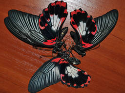Крылья тропических бабочек, засушенные.