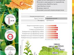 Кукурудза Андрес ФАО 350