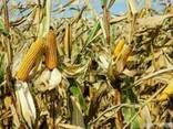 Семена кукурузы гибрид Арлен ФАО 300, ООО "ТК Арт-Агро", Украина - фото 2