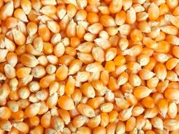 Кукурудза, для переробки у продукцію.