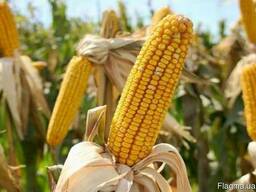 Кукурудза Онікс (ФАО 350) / Насіння Кукурудзи | За вигідними