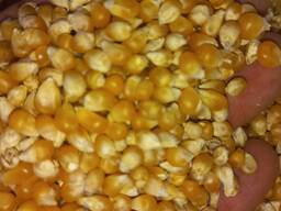 Кукурудза попкорн жовта