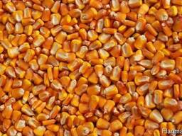 Кукурудзу