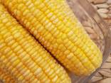 Кукуруза замороженная початок - фото 3