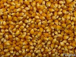 Кукуруза для приготовления попкорна