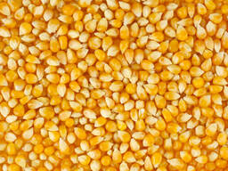 Кукуруза на попкорн